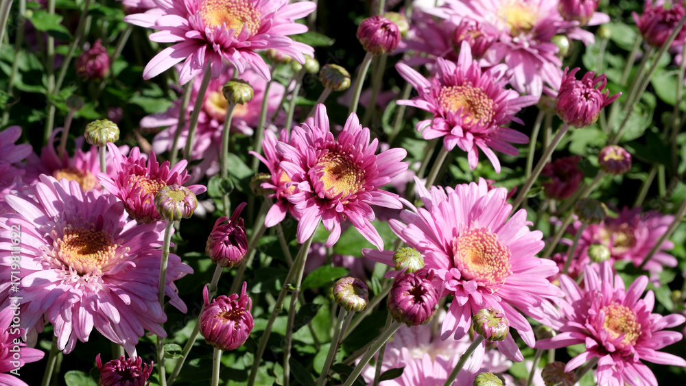 Obraz premium Blooming pink flowers in a sunny garden during spring season