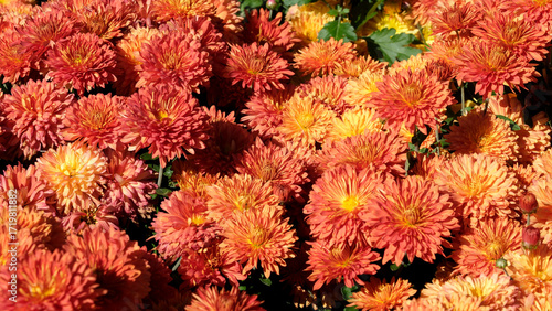Vibrant orange and yellow flowers blooming in a sunny garden setting