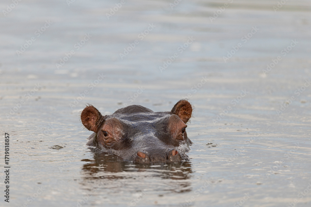 Fototapeta premium hippopotamus in water