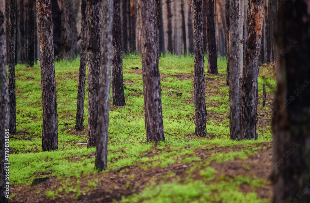 Obraz premium Grass in Forest After Fire