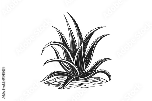 black  aloe vera vector on  white  background 3