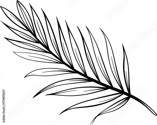 Black palm frond sketch leaf botanical