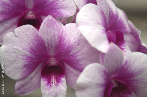close up of a purple flower