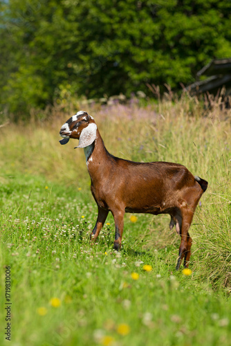 Wallpaper Mural A brown young goat in a meadow looks wary Torontodigital.ca