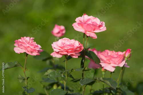 Wallpaper Mural Beautiful pink garden roses on a green blurred background Torontodigital.ca