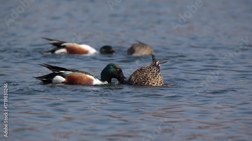 A pair of Northern Shoveler ducks feeding by spinning on the water's surface at 60fps