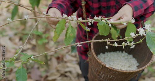 farmer picking white arabica coffee flowers blossom in the coffee tree plantation, at Chiang mai Thailand, 4k video