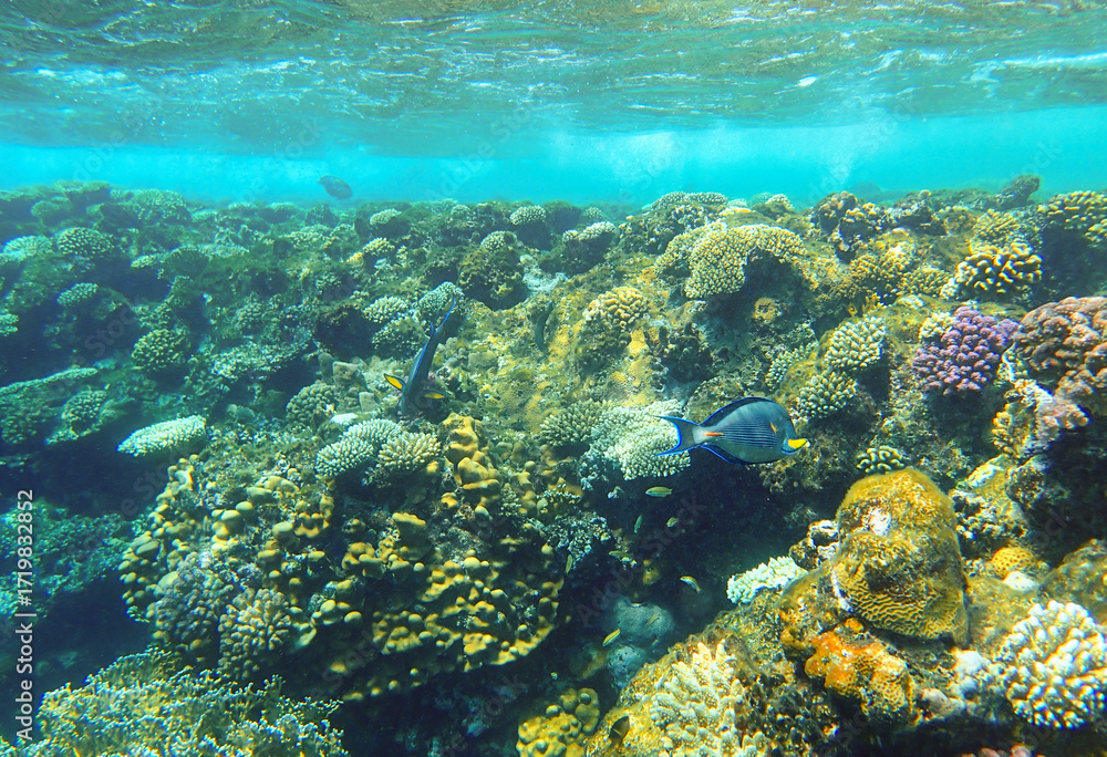 Naklejka premium Coral reef underwater. Acanthurus sohal surgeonfish swimming among stony coral colonies with