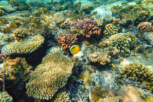 Photos Coral reef underwater