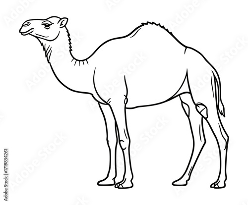 Dromedary camel profile in line art style in black and white