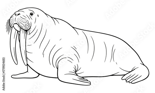 Walrus lying against white background