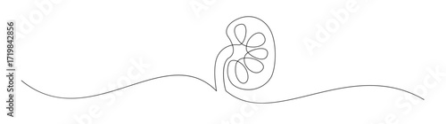 Single Line Art of Kidney