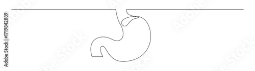 Stomach Line Art: Single Continuous Outline Drawing