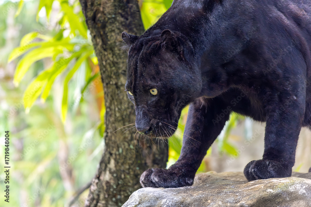 Obraz premium Indochinese black leopard (Panthera pardus delacouri) standing tropical forest