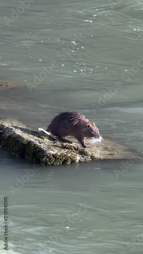 a coypu in the Tiber River in central Rome.