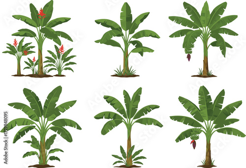 Banana trees illustration, tropical plants vector, green banana leaves, exotic agriculture design, jungle garden foliage, natural fruit tree background
