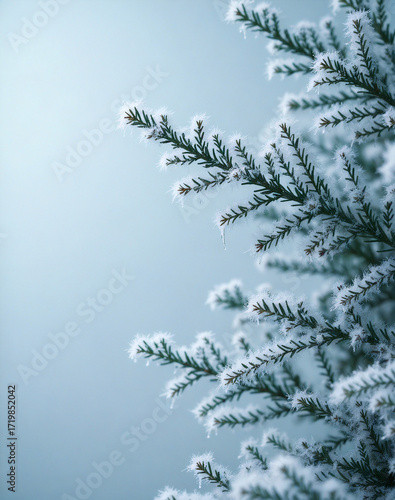 Closeup of a frost covered evergreen branch on a cold winter background