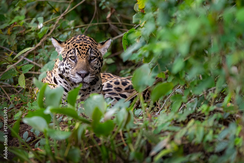 Resting Jaguar in the Rainforest