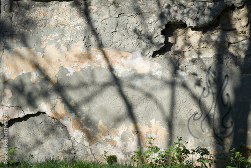 Plants on the background of a wall with peeling paint.