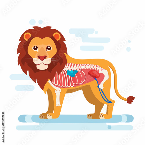 Lion Anatomy A Detailed Vector Illustration of Internal Organs