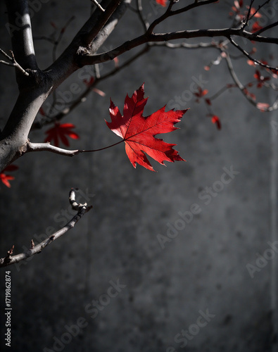 Single vibrant red maple leaf glowing on a tree branch