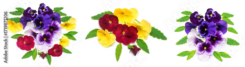 Collection bouquet pansy isolated on white background. Beautiful spring flowers. Flat lay, top view