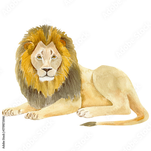 Hand-painted watercolor illustration of a majestic lion. Artistic wildlife artwork with soft textures and delicate brushstrokes. Perfect for posters, prints, cards, and creative design projects. 