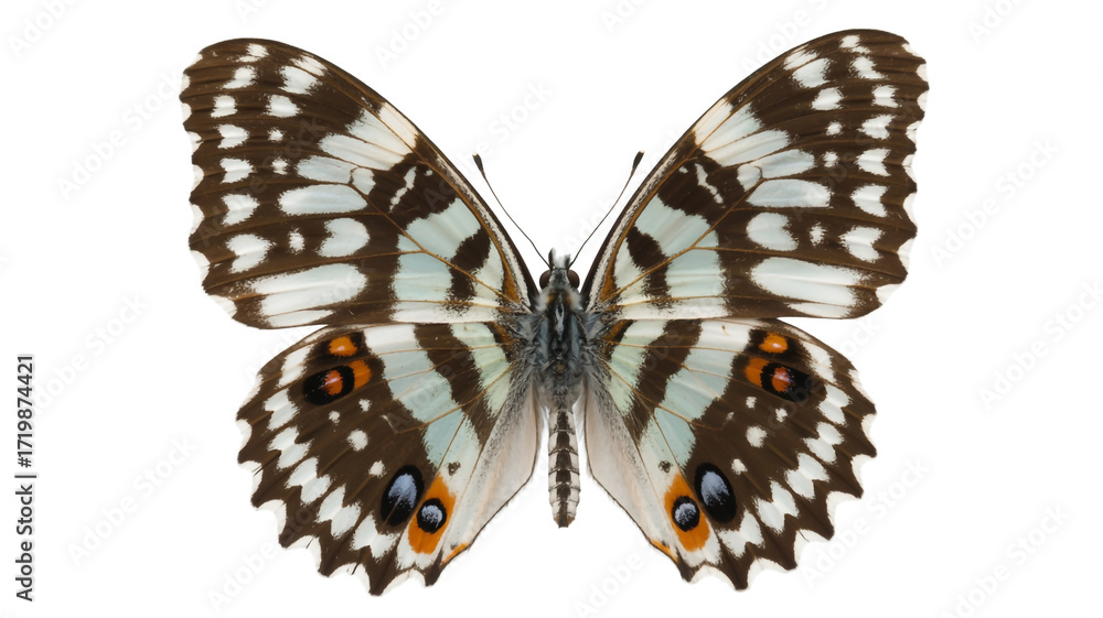 Fototapeta premium Beautiful scarce fritillary butterfly isolated on white background, showcasing intricate wing patterns and delicate details, a symbol of nature