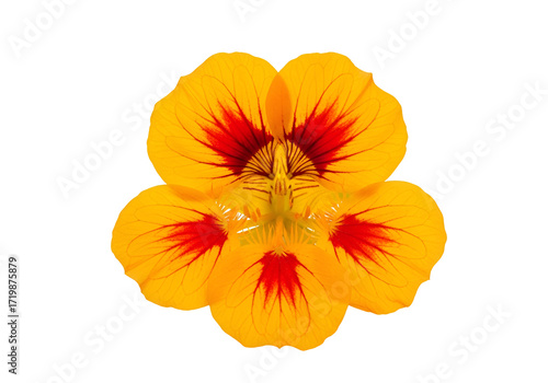 Wallpaper Mural A vibrant, close-up shot of a flower with striking yellow petals and red highlights, perfectly centered against a stark black background. Torontodigital.ca