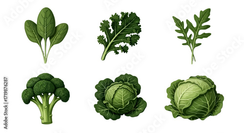Various kinds of fresh green vegetables that are often found in the market