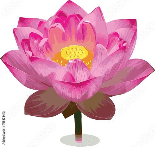 lotus flower isolated on white background.