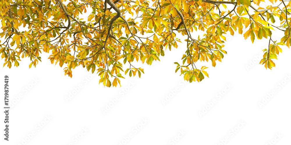 Obraz premium golden autumn leaves isolated on white