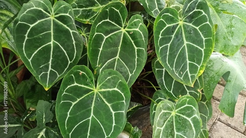 Anthurium crystallinum leaves appear large and velvety, with striking white veins that create a dramatic and luxurious tropical foliage display.