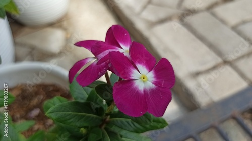 A pink Madagascar periwinkle blooms brightly, showing soft petals and a cheerful center, adding charm and color to a tropical garden.