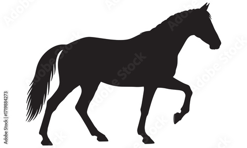A Elegant Horse Silhouette 
