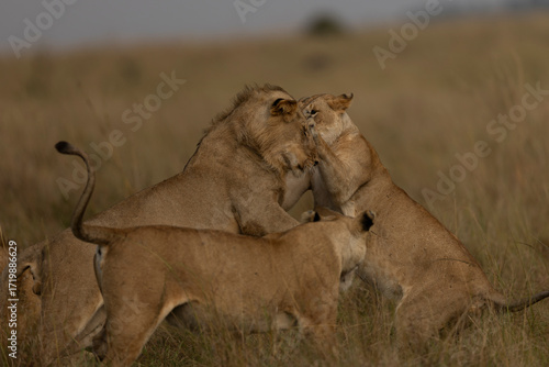 lion fighting