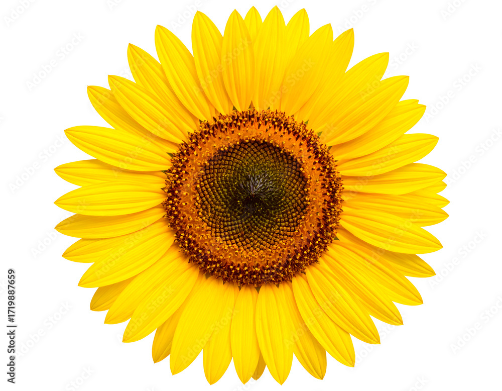 Naklejka premium A vibrant sunflower with bright yellow petals and a rich brown center, showcasing nature's beauty and resilience.