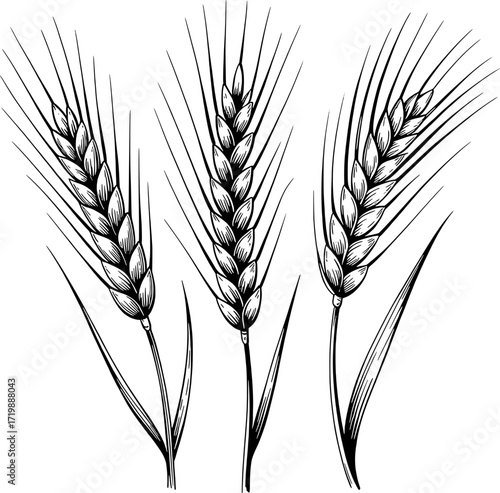 Three detailed black and white wheat stalks grain agriculture