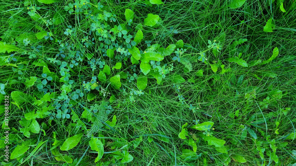 Fototapeta premium close-up lawn of mixed grass in the morning for background and text. Selective focus.