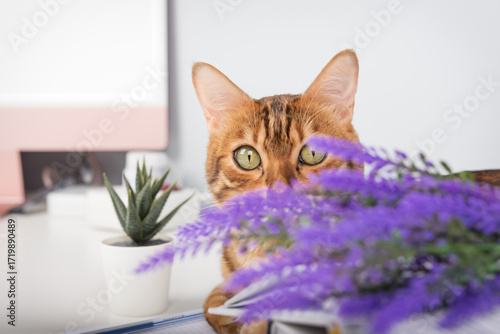 A playful Bengal cat peeks out from behind a lavender branch.