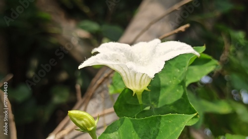 An ivy gourd flower blooms gently, showing delicate white petals and a fresh natural look, adding subtle beauty to a tropical vine.