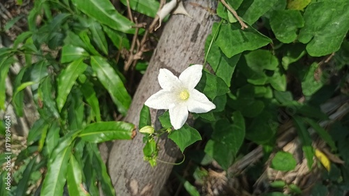 An ivy gourd flower blooms gently, showing delicate white petals and a fresh natural look, adding subtle beauty to a tropical vine.