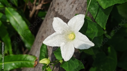 An ivy gourd flower blooms gently, showing delicate white petals and a fresh natural look, adding subtle beauty to a tropical vine.