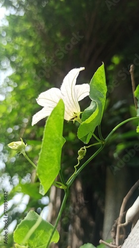 An ivy gourd flower blooms gently, showing delicate white petals and a fresh natural look, adding subtle beauty to a tropical vine.