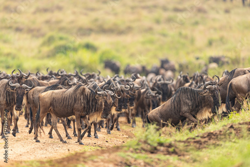 Photography herd of wildebeest