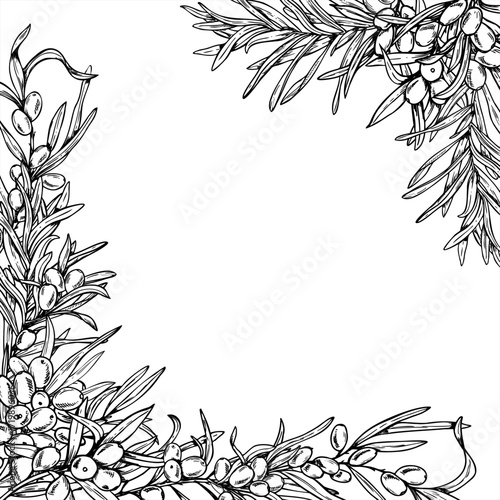 Baltic seaberries vector square frame with copy space for text. Monochrome sea buckthorn berries on branch with leaves outline drawing. Sand thorn frame for fall invitations, drink or food labels