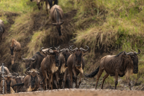 Canvas Print wildbeest migration