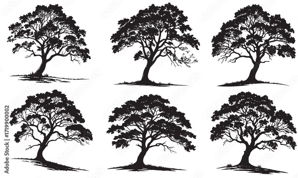 Fototapeta premium Six Majestic Trees Standing in Formation Silhouette