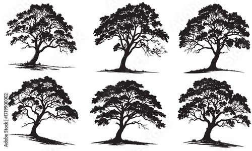 Six Majestic Trees Standing in Formation Silhouette