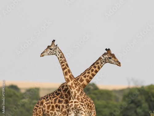 Canvas Print wildbeest migration